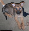 Jelly the Shepherd Puppy