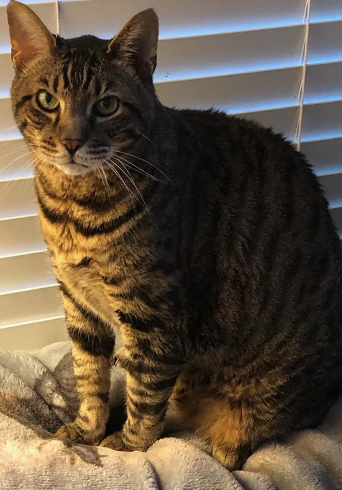 Remington*Declawed*