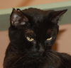 Pantira the Vacuum Manx