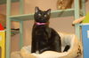 Pantira the Vacuum Manx