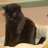 Pantira the Vacuum Manx