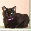 Pantira the Vacuum Manx