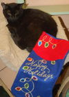 Pantira the Vacuum Manx