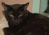 Pantira the Vacuum Manx