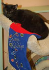 Pantira the Vacuum Manx