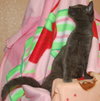Jazzabelle