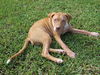 Belladonna the Tiny Terrier