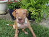 Belladonna the Tiny Terrier