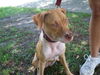 Belladonna the Tiny Terrier