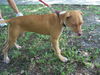 Belladonna the Tiny Terrier
