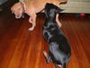 Belladonna the Tiny Terrier
