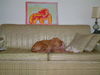 Belladonna the Tiny Terrier