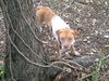 Belladonna the Tiny Terrier