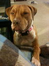 Belladonna the Tiny Terrier