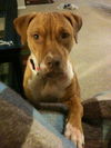 Belladonna the Tiny Terrier