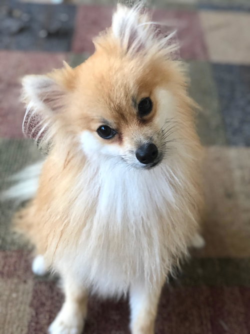 Simon