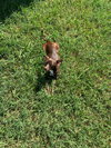 Dixie