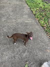 Dixie
