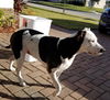 Bella
