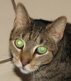 Carson ~ Declawed