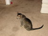 Carson ~ Declawed