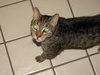 Carson ~ Declawed