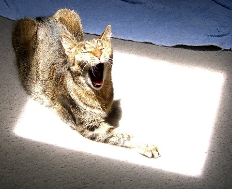 Carson ~ Declawed