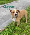 Kipper *Currently @ Training Camp*