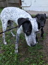 Pepper