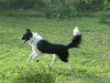Bonnie Belle the Bird Strike Border Collie