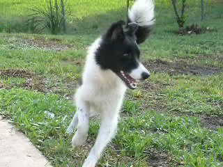 Bonnie Belle the Bird Strike Border Collie