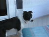 Bonnie Belle the Bird Strike Border Collie