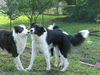 Bonnie Belle the Bird Strike Border Collie
