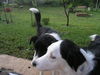 Bonnie Belle the Bird Strike Border Collie