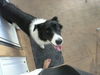 Bonnie Belle the Bird Strike Border Collie
