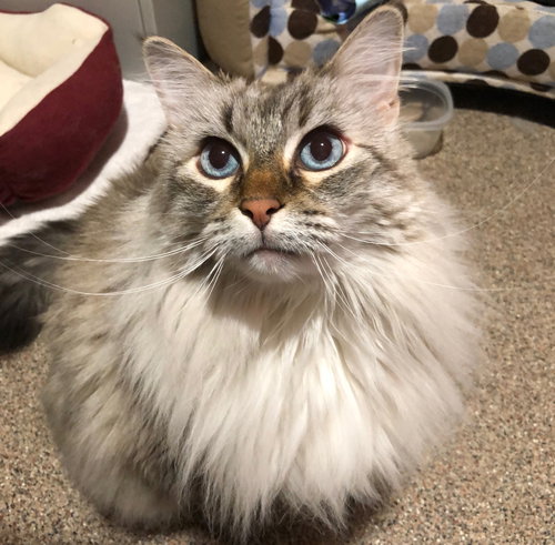 Juno *Totally Declawed Lover*
