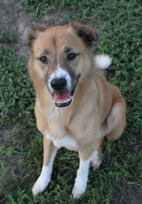 Maya