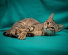 Honky Cat *BONDED WITH AMOREENA*