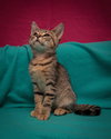 Honky Cat *BONDED WITH AMOREENA*