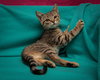 Honky Cat *BONDED WITH AMOREENA*