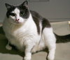 Timber *declawed*