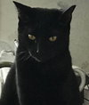 Smithy *BONDED WITH TUXEDO*