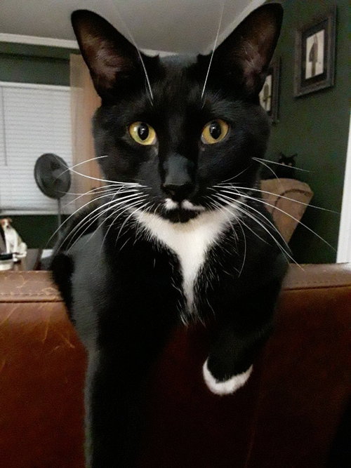 Tuxedo *Tux**BONDED WITH SMITHY*