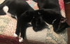 Tuxedo *Tux**BONDED WITH SMITHY*