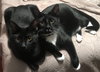 Tuxedo *Tux**BONDED WITH SMITHY*