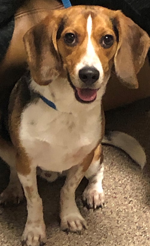Lucky Beagle