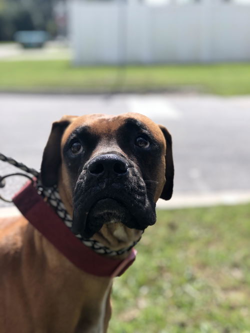 Goliath