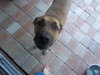 Turnpike the Tervuren Shepherd