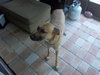 Turnpike the Tervuren Shepherd
