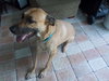 Turnpike the Tervuren Shepherd